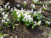 Garten38.webp