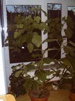 31Z30113.webp