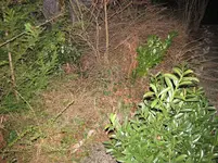 010.webp
