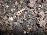 CIMG3446.webp