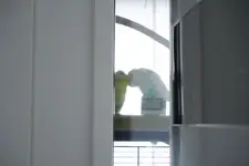 turteltäubchen.webp