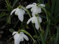ALIM0516.webp