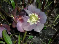 ALIM0508.webp