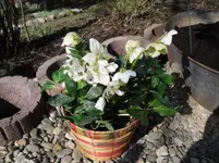25.3.2010 010.webp