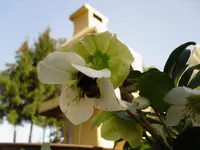 25.3.2010 013.webp