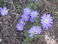 25.3.2010 031.webp