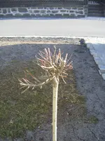 DSCF6466.webp