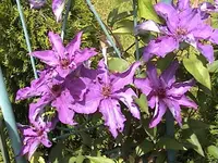 Gartenclematis2.webp
