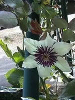 Gartenclematis4.webp