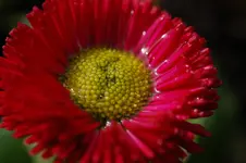 DSC_4384.webp