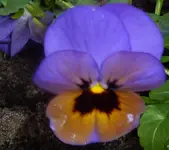 P1020982.webp