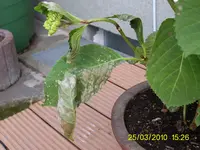 Hortensie2.webp