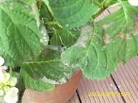 Hortensie1.webp