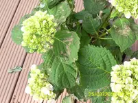 Hortensie3.webp
