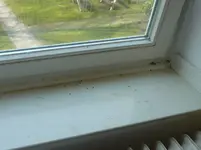 P1000317.webp