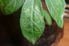 03.webp