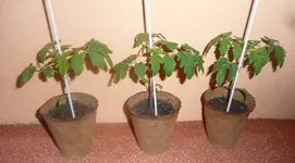 04.webp
