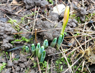 Garten zu Beginn des Jahres 2024 4.webp