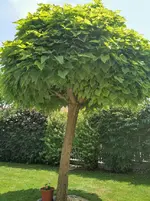 IMG_20220620_122852.jpg
