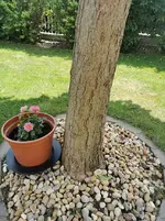 IMG_20220620_122829.jpg