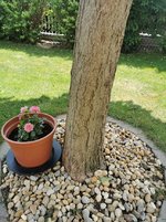 IMG_20220620_122829.jpg