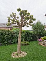 IMG_20210525_182208.jpg