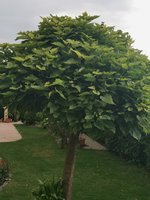 IMG_20230728_154651.jpg