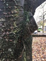 Kirsche_2019-11_03.jpg