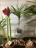 Amaryllis-A-10_2024-01_01.jpg