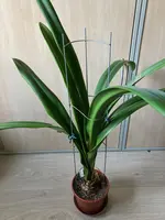 Amaryllis-A-07_2023-11_07.jpg