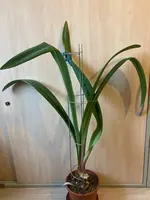 Amaryllis-A-07_2024-01_01.jpg