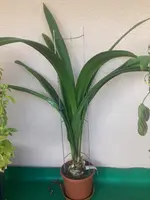 Amaryllis-A-07_2023-11_02.jpg