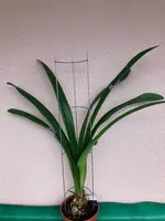Amaryllis-A-07_2023-08_01.jpg