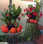 Clivia 15.9.23.webp