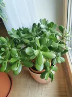 IMG_20240109_082649.webp IMG_20240109_082649.webp