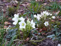 P1000030Christrose.webp