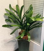 Clivia-C*2023-11-22*02.jpg