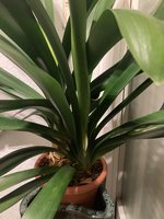 Clivia-C*2023-12-31*1.0.jpg