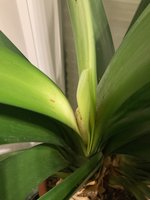 Clivia-C*2023-12-31*2.1.jpg