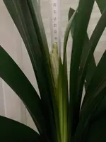 Clivia-C*2024-01*1.2.jpg