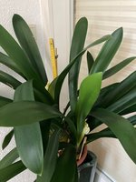 Clivia-C*2024-01*2.3.jpg