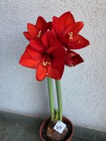 Amaryllis-A-10_2024-01_03.jpg