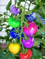 IMG_1369.webp