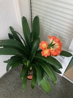 Clivia-A*2023-04*02.jpg