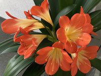Clivia-A*2023-04*03.jpg