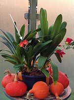Clivia Mahatari.jpg