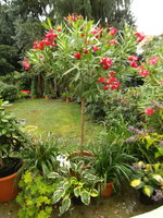 Oleander Hst 2013-07_01.jpg