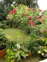 Oleander Hst 2013-07_01.jpg
