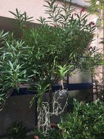 Oleander Hst 2022-09_01.jpg