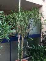 Oleander Hst 2022-09_05.jpg